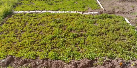 Mehmet Akif Ersoy İlkokulu - Little Farmers in School