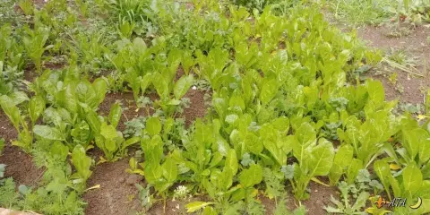 Mehmet Akif Ersoy İlkokulu - Little Farmers in School