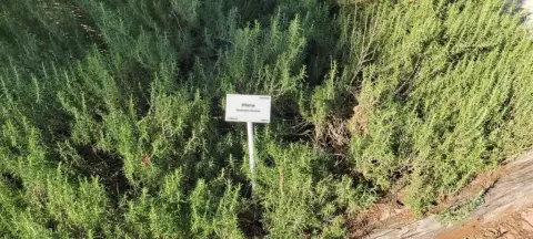 Demokrasi İlkokulu - Botanik Bahçesi Gezisi