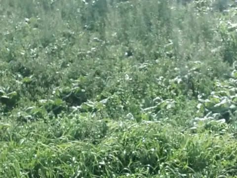 Şoför ve Otomobilciler Odası Anaokulu - Bahçemize Sebze Ekiyoruz